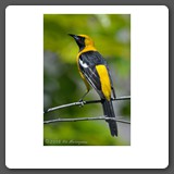 Hooded_Oriole_Male