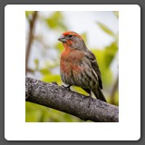 House_Finch