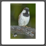 House_Sparrow