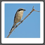 Loggerhead_Shrike