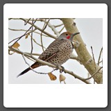 Northern_Flicker