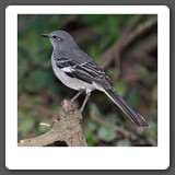 Northern_Mockingbird