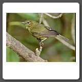 Orange_crowned_Warbler_1