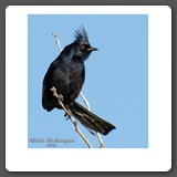 Phainopepla