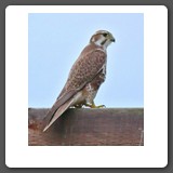 Prairie_Falcon