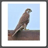 Prairie_Falcon