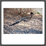 Roadrunner