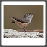 Rock_Wren