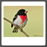 Rose_breaster_Grosbeak