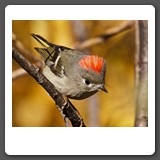 Ruby_crowned_Kinglet