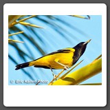 Scott_s_Oriole