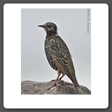 Starling