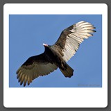 Turkey_Vulture
