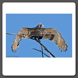 Turkey_Vulture_1