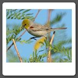 Verdin