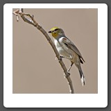 Verdin_