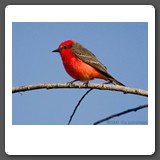 Vermillion_Flycatcher