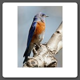 Western_Bluebird