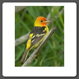 Western_Tanager