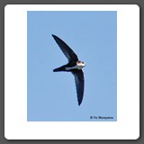 White_throated_Swift