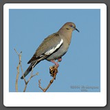 White_winged_Dove