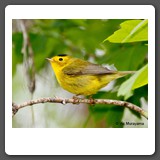 Wilson_s_Warbler