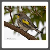 Yelllow_rumped_Warbler