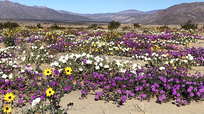 Wildflower Bloom