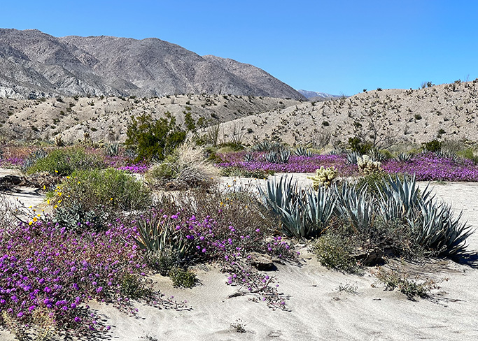 11 Tips For Growing Lavender in Hot, Dry, Desert Climates