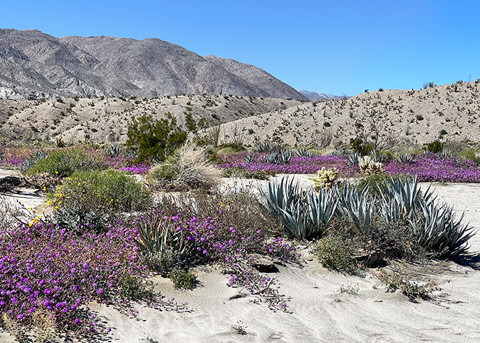 EARTHY - DRIED FLOWERS - Boulder Blooms