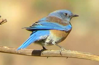 bluebird