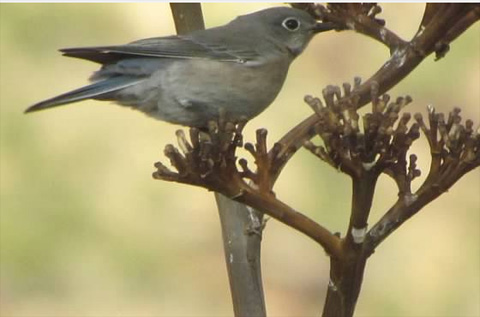 bluebird in borrego springs