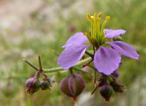 california fagonia