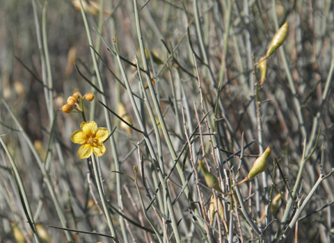 desert senna