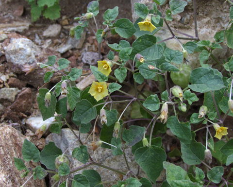 ground cherry anza-borrego marcy yates