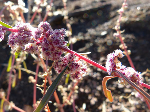 amaranth_anza_borrego_fred_melgert