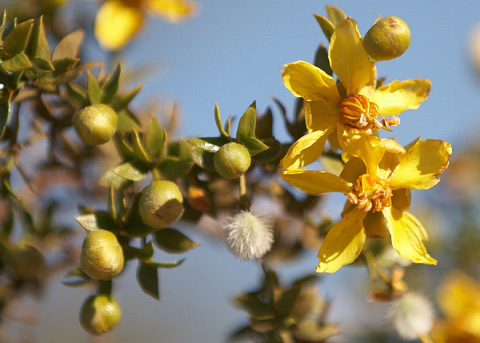 larrea tridentata creosote