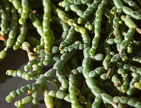 Closeup photo of an Iodine Bush, Allenrolfea occidentalis