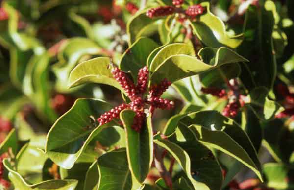 Photo of the red berries and green leaves of a Sugar Bush