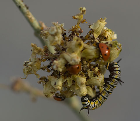 dozens of insects crowd the inflorescence of an Asclepias albicans in Arroyo Salado Wash, April 1, 2009