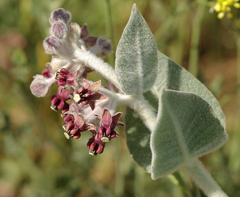 Closeup photo of inflorescence of Asclepias californica