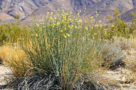 Photo of the creamy yellow flowers and fruit of a long-stemmed Rush Milkweed