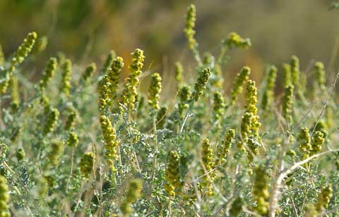 Photo of the blue-green leaves and small yellow flowers of White Bur-Sage