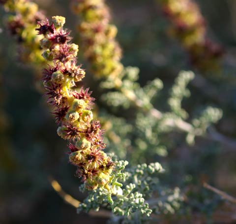 Closeup of reddish-colored flowers of White Bur-Sage