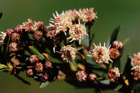 Mule Fat photographed at San Felipe Valley Wilderness Area