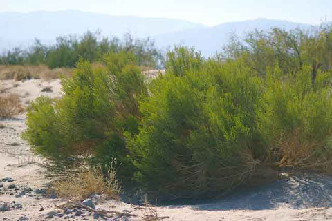 A broadly spreading green Rabbit Bush