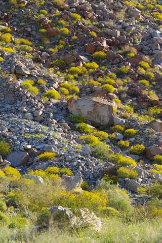 Photo of yellow flowers of Brittlebush, Encelia farinosa, on a slope below Coyote Mountain