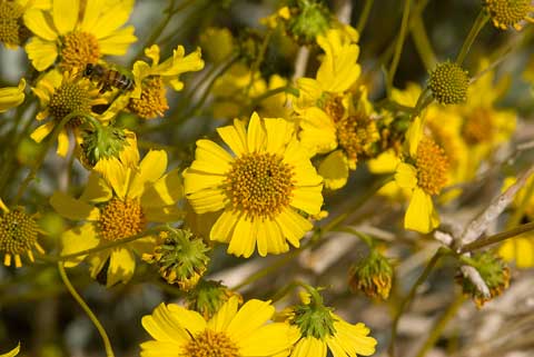 Closeup photo of the yellow flowers of Brittlebush, Encelia farinosa