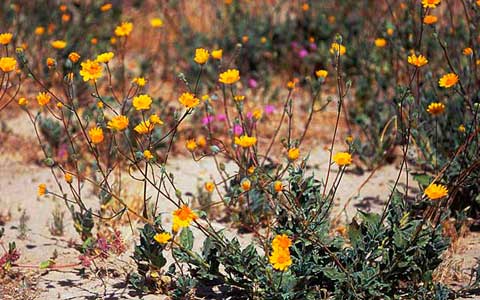 Photo of a group of yellow sunflowers with narrow dark green stems 30 inches or more tall