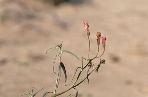 Spanish Needles